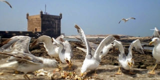 Morocco Tours ! Travel with us ! Morocco Tours ! Travel with us ! Website design by GOMARNAD